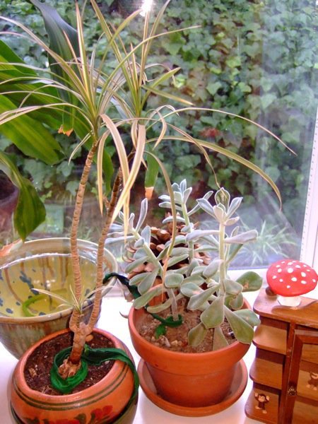 How-To: Create a Simple Houseplant Wicking System